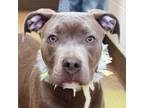 Adopt Grace a Gray/Blue/Silver/Salt & Pepper Mixed Breed (Large) / Mixed dog in