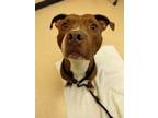 Adopt Toast a Brown/Chocolate American Pit Bull Terrier / Mixed dog in Howell