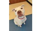 Adopt Mona Lisa a White American Pit Bull Terrier / Boxer / Mixed dog in