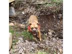 Adopt Taz a Tan/Yellow/Fawn - with Black Boxer / Boxer / Mixed dog in Bancroft