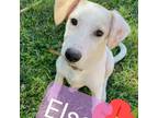 Adopt Elsa a White - with Tan, Yellow or Fawn Labrador Retriever / Saluki /