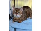 Adopt Gumball a Brown or Chocolate Domestic Shorthair / Domestic Shorthair /
