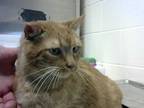 Adopt SCHMUSSER A Orange Or Red Tabby Domestic Shorthair  Mixed Short Coat Cat In Fayetteville NC 34716333

Spayedneutered