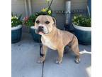 Adopt TOUGHY a Tan/Yellow/Fawn American Pit Bull Terrier / Mixed dog in Gardena