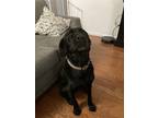 Adopt Dexter a Black Labrador Retriever / Mixed dog in Leola, PA (34700759)