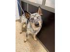 Adopt OLIVER a Merle Australian Cattle Dog / Mixed dog in Doral, FL (34716282)
