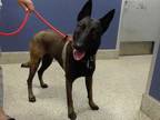 Adopt TEQUILA a Brown/Chocolate Belgian Malinois / Mixed dog in Doral