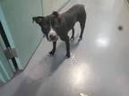 Adopt OLIVIA a Black - with White American Pit Bull Terrier / Mixed dog in