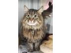 Adopt Sheba a Brown or Chocolate Domestic Longhair / Maine Coon / Mixed cat in