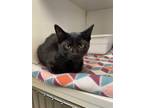 Adopt Hisa a All Black Domestic Shorthair / Domestic Shorthair / Mixed cat in