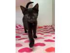 Adopt Ozaki a All Black Domestic Shorthair / Domestic Shorthair / Mixed cat in