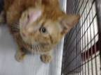 Adopt DEOSO a Orange or Red Tabby Domestic Shorthair / Mixed (short coat) cat in