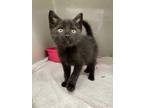 Adopt Hopps a All Black Domestic Shorthair / Domestic Shorthair / Mixed cat in