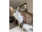 Adopt Kanao a White Domestic Shorthair / Domestic Shorthair / Mixed cat in