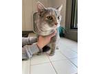 Adopt Tamayo a Gray or Blue Domestic Shorthair / Domestic Shorthair / Mixed cat