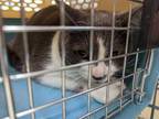 Adopt Dottie FC a Gray or Blue Domestic Shorthair / Domestic Shorthair / Mixed