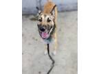 Adopt Chelsi a Tan/Yellow/Fawn Mixed Breed (Large) / Mixed dog in Montreal