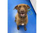 Adopt Roscoe a Brown/Chocolate Labrador Retriever / Mixed dog in Lancaster