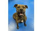 Adopt Daisy a Brindle American Pit Bull Terrier / Mixed dog in Lancaster