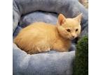 Adopt Chevy a Orange or Red Tabby Domestic Shorthair (short coat) cat in Great