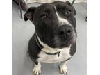 Adopt Chica a Black American Pit Bull Terrier / Mixed dog in Tangent