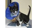 Spice Whiskers, Domestic Shorthair For Adoption In Georgetown, Texas