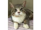 Ferdinand, Norwegian Forest Cat For Adoption In Caledon, Ontario