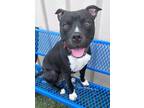 Bruce, American Pit Bull Terrier For Adoption In Twinsburg, Ohio
