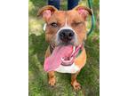 Mcdougal, American Pit Bull Terrier For Adoption In Howell, Michigan