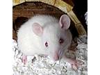 Rat For Adoption In Des Moines, Iowa
