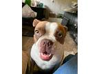 Honey, Boston Terrier For Adoption In Jackson, Tennessee