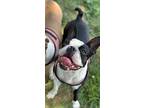 Presley, Boston Terrier For Adoption In Jackson, Tennessee