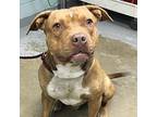 Rara, Pit Bull Terrier For Adoption In Greenville, South Carolina