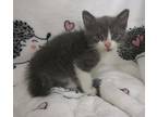 Hello People My Name Is Koodoo And I Am Here With My Siblings Waiting For A Forever Home I Love To Play With My Sibs I Am Very Playful And Energetic I