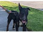Hello Everyone My Name Is Roman And I Am A 41 Lbs 1 Year 3 Month Old Bull Terrier Boy Who Is Extremely Energetic And Playful I Am Full Of Spunk And Lo