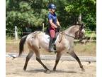 Fancy dressage and trail horse pony