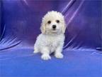 Adorable Maltese Terrier Puppy With The Sweetest Most Playful Personality Pup Is Up To Date With Shots Dewormed American Kennel Club AKC Microchipped 