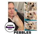 Adopt PEBBLES a Chiweenie