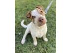 Adopt Jasper a Australian Cattle Dog / Blue Heeler, Shar-Pei