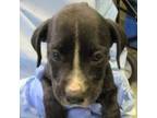 Adopt Primrose Available @ 4 PM a Mixed Breed