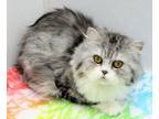 Adopt Charlie & Petey, need to stay together a Ragdoll, Scottish Fold