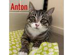 Adopt Anton a Domestic Short Hair