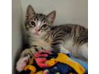 Adopt 2-187 Lily a Domestic Short Hair