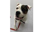 Adopt Bocephus a Pit Bull Terrier, Mixed Breed
