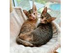 Adopt Calvin (male calico) & Gronk (male tabby) a Calico, Tabby