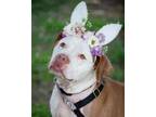 Adopt Pinky a Mixed Breed