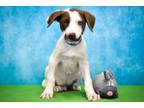 Adopt Cotton a Pointer, Mixed Breed