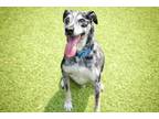 Adopt Scout a Catahoula Leopard Dog, Mixed Breed