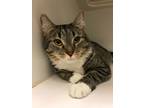 Adopt Stripes (angeline) a Domestic Short Hair