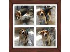 Adopt TANK A Beagle, Basset Hound